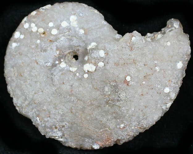 Agate/Chalcedony Replaced Ammonite Fossil #25518